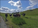 Shetland Cows